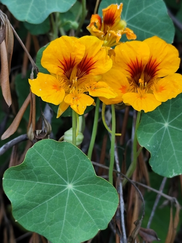 garden nasturtium