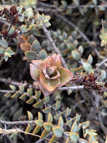 Veronica pimeleoides observed 2026-05-22