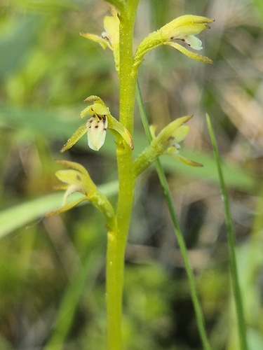 northern coralroot