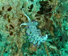 Image of Flabellina llerae