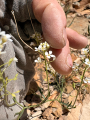Lepidium montanum, photograph (c) Kenzie Anderson-Bell, some rights reserved (CC BY)