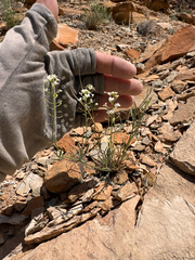 Lepidium montanum, photograph (c) Kenzie Anderson-Bell, some rights reserved (CC BY)