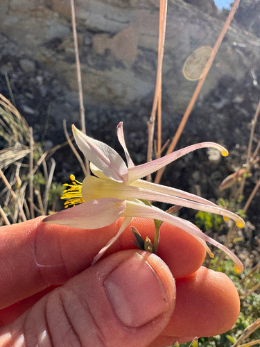 Rock columbine