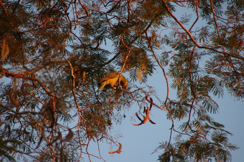 Turquoise-fronted Amazon
