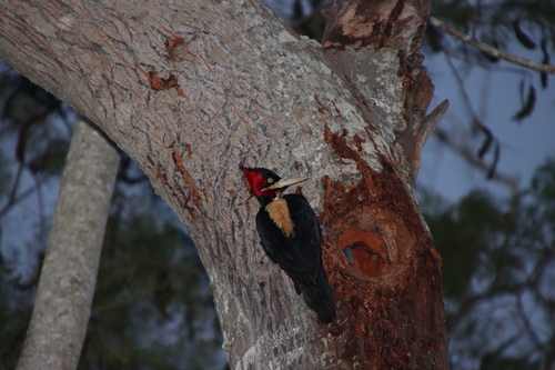 Cream-backed Woodpecker