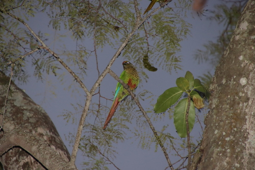 Maroon-bellied Parakeet