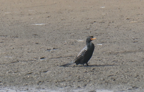 iNaturalist image
