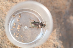 Harpalus honestus