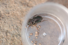Harpalus honestus