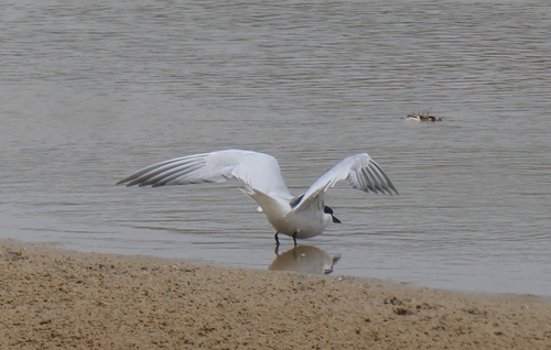 Gull-billed Tern