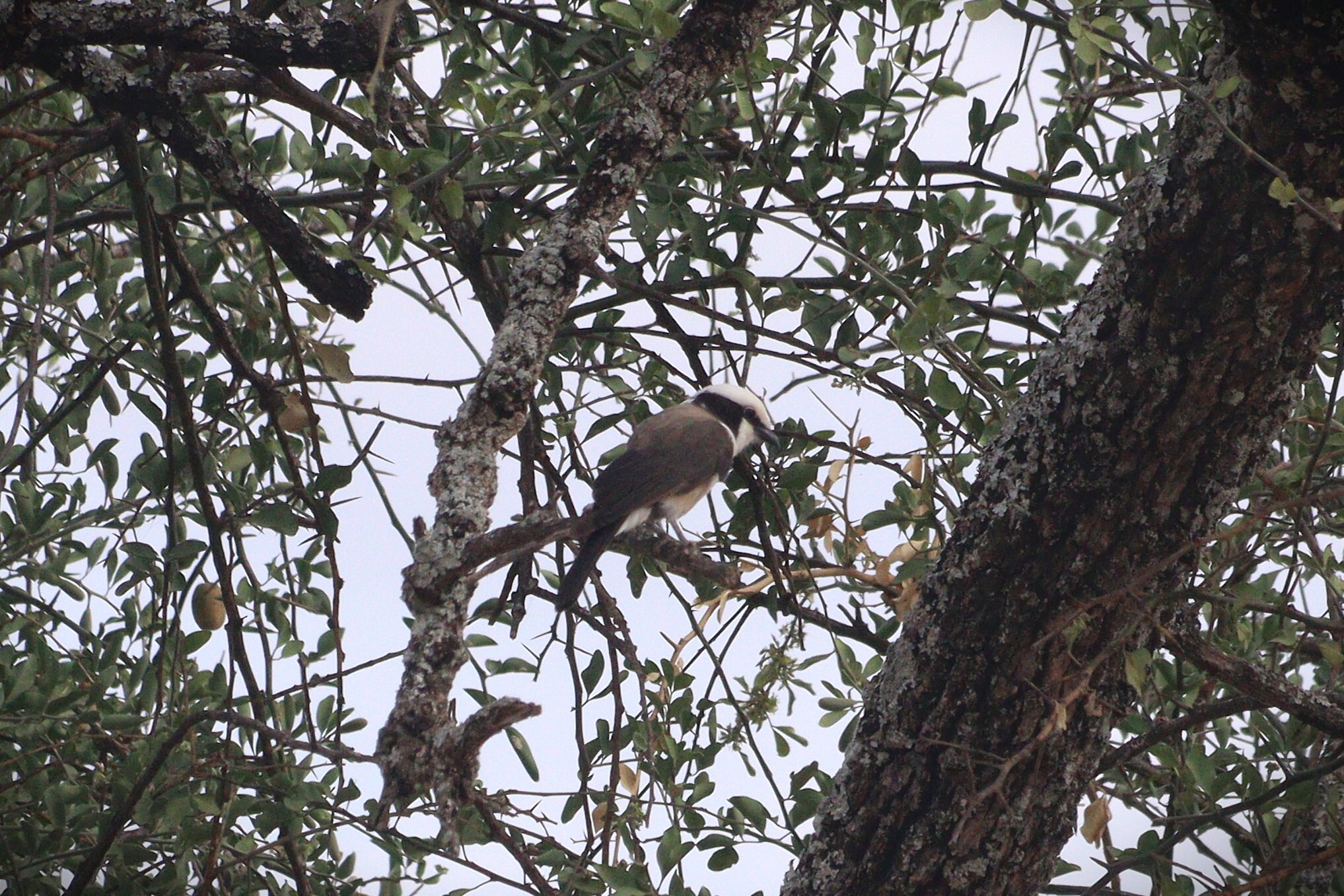 Northern White-crowned Shrike (Eurocephalus ruppelli), photo 3