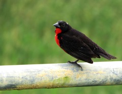 Leistes militaris