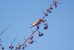 Bombycilla garrulus