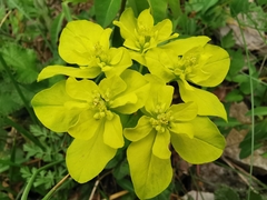 Euphorbia flavicoma