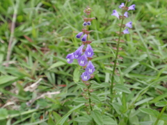 Scutellaria barbata