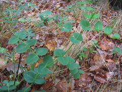 Vicia pisiformis