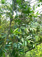 Magnolia compressa
