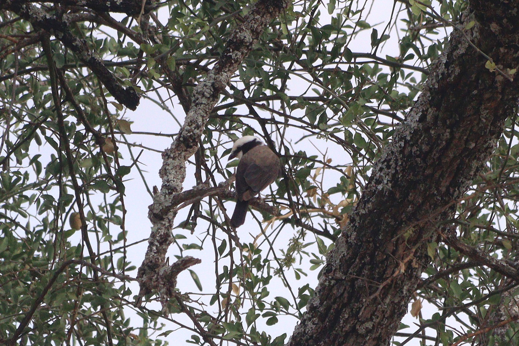 Northern White-crowned Shrike (Eurocephalus ruppelli), photo 4