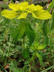 Euphorbia flavicoma