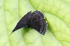 Image of Calephelis iris