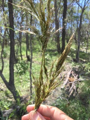 Sorghum laxiflorum
