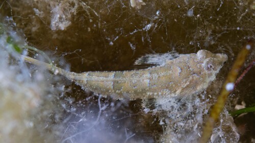 Spotted dragonet (Diplogrammus pauciradiatus) — Callionymidae