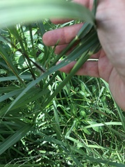Sorghum laxiflorum