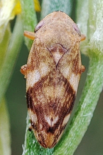 Meadow Spittlebug
