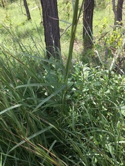 Sorghum laxiflorum