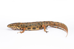 Smooth Newt photo 5