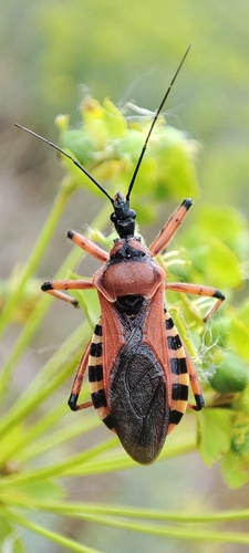 Rhynocoris iracundus