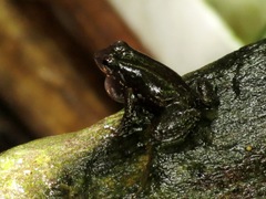 Mannophryne trinitatis