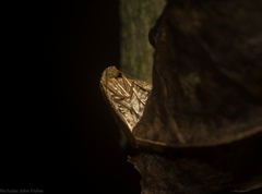 Addaea subtessellata