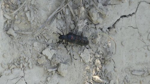 Red-striped Oil Beetle