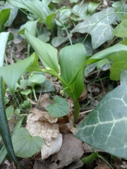 Polygonatum latifolium