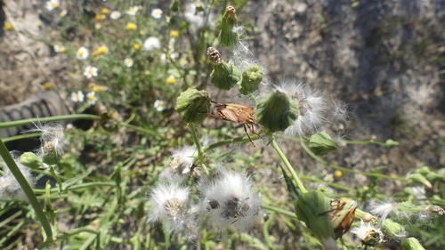 Carpocoris mediterraneus atlanticus