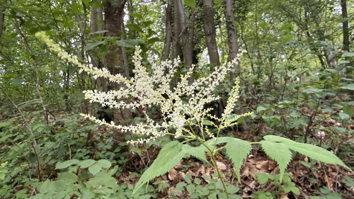 Goatsbeard