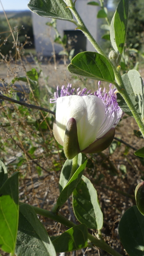 Caper Bush
