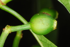 Psychotria calothyris