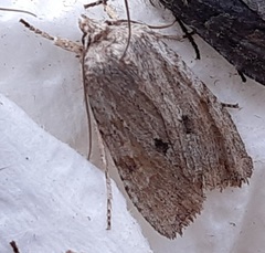 Lithophane patefacta