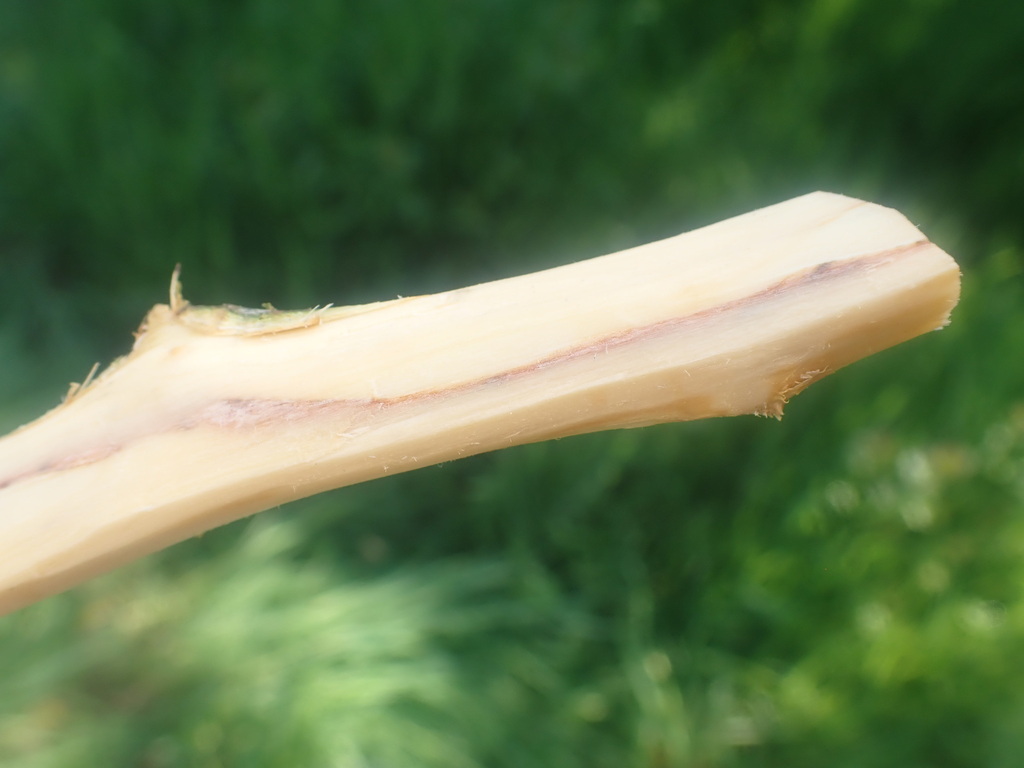 Phytobia carbonaria