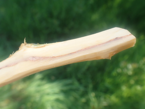 Phytobia carbonaria