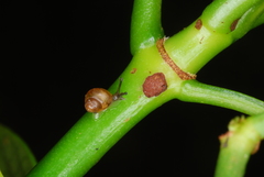 Psychotria calothyris image