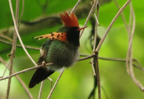 Lophornis ornatus