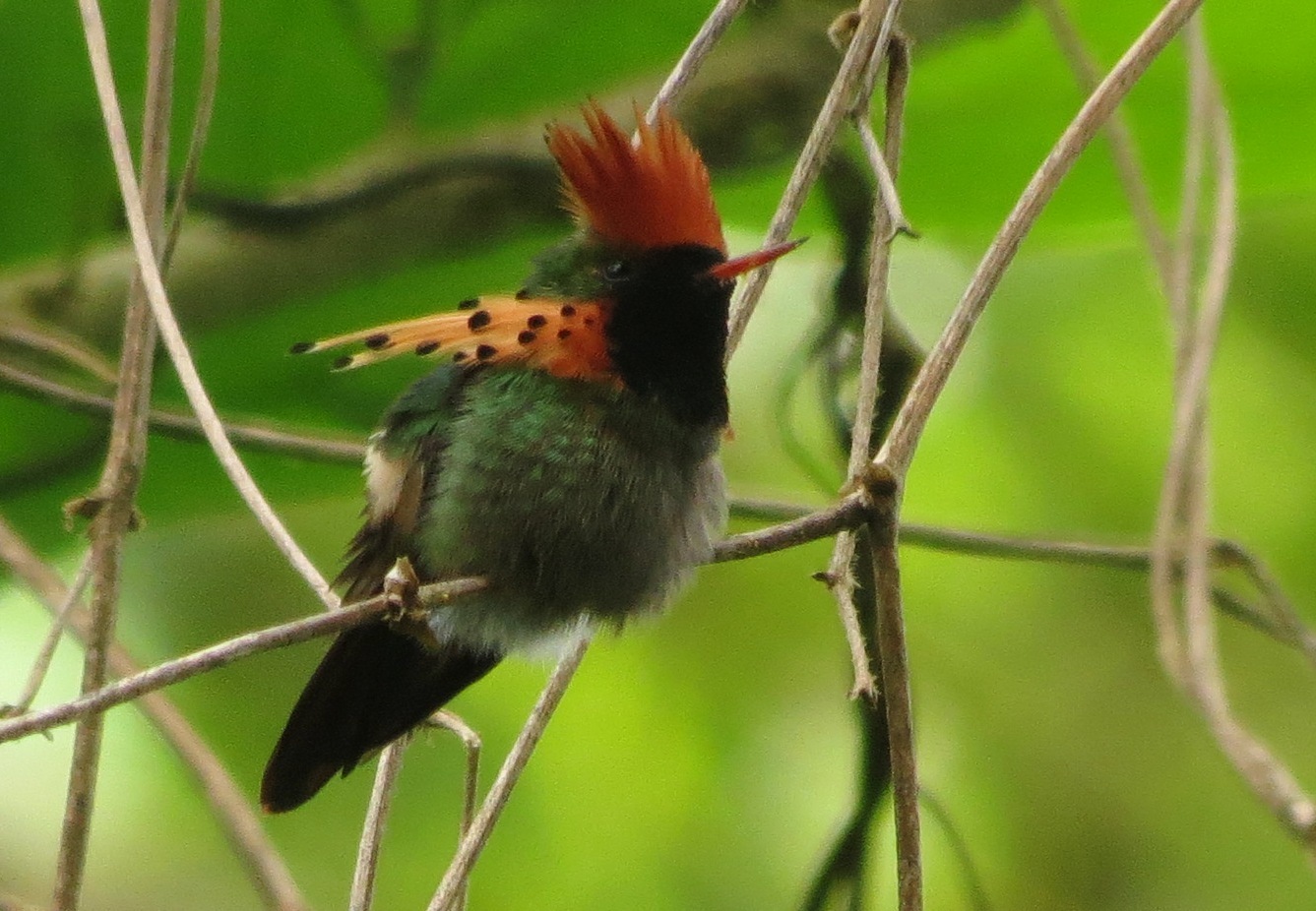 Tufted Coquette illustration