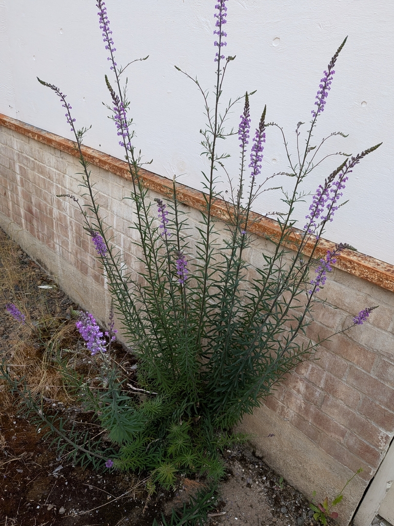 Purple Toadflax