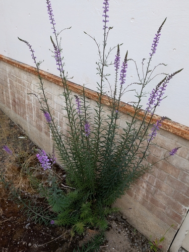 Linajola purpurea