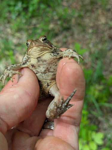 American Toad photographed in Rhode Island