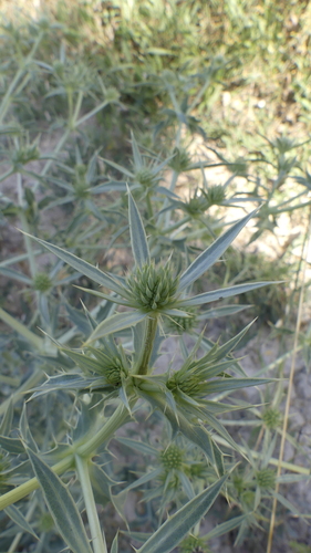 Field Eryngo