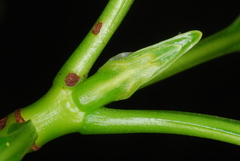 Psychotria calothyris